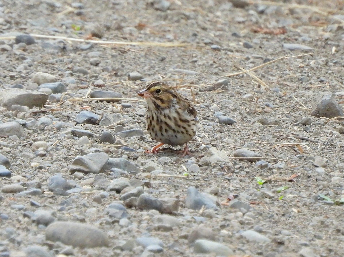 Savannah Sparrow - ML641364534