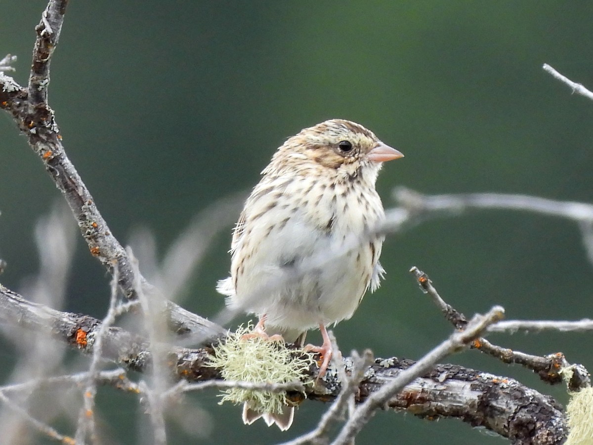 Savannah Sparrow - ML641364535