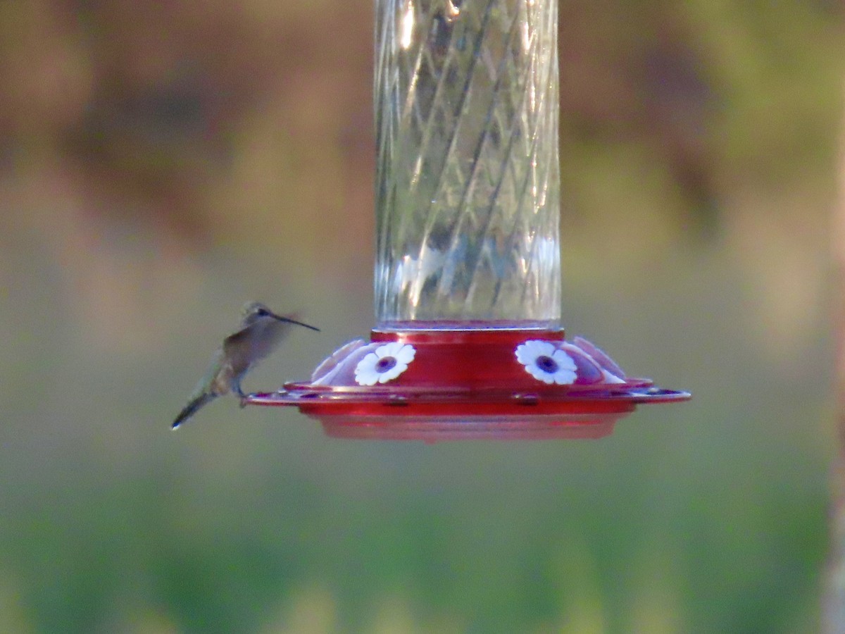 Rufous Hummingbird - ML641364542