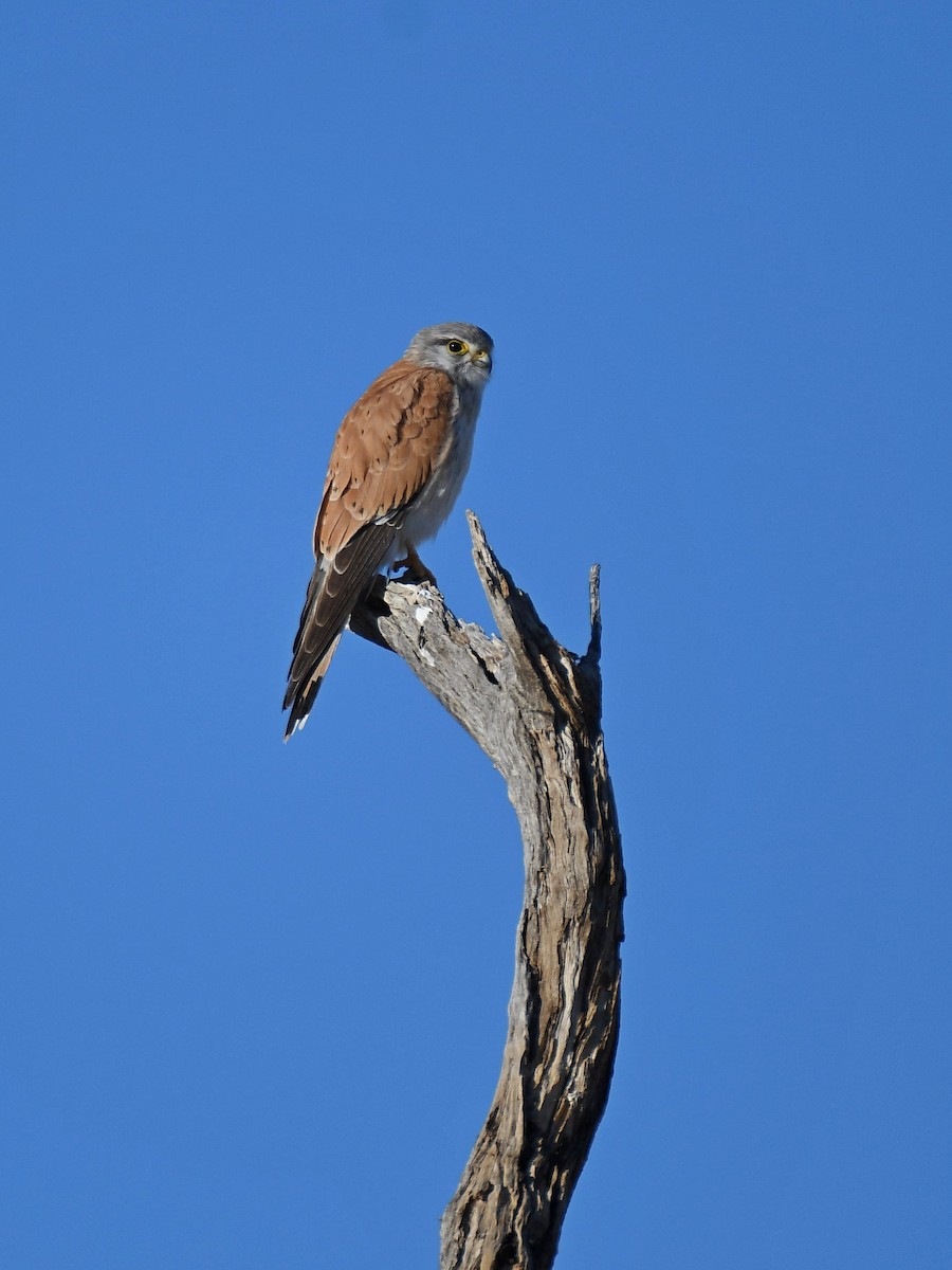 Nankeen Kestrel - ML641364553