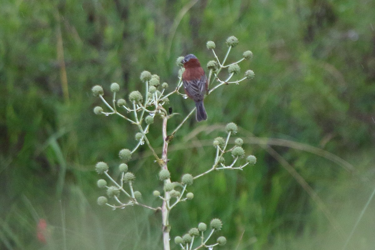 Chestnut Seedeater - ML641364555