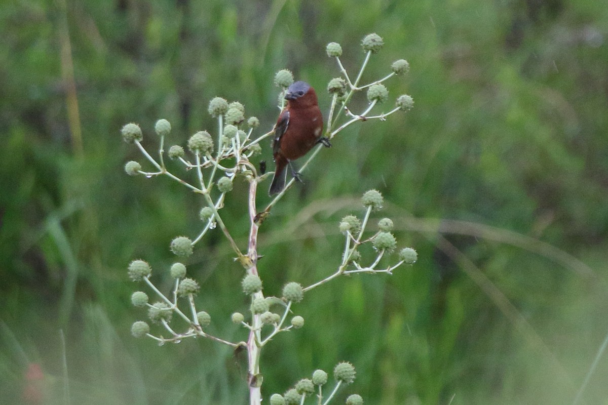 Chestnut Seedeater - ML641364558