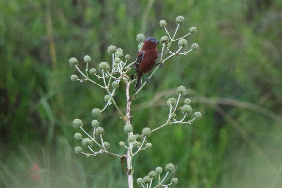 Chestnut Seedeater - ML641364561