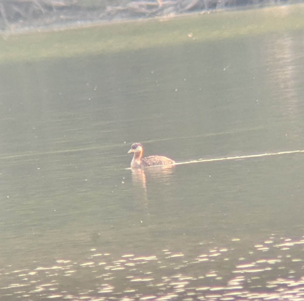 Red-necked Grebe - ML641364563