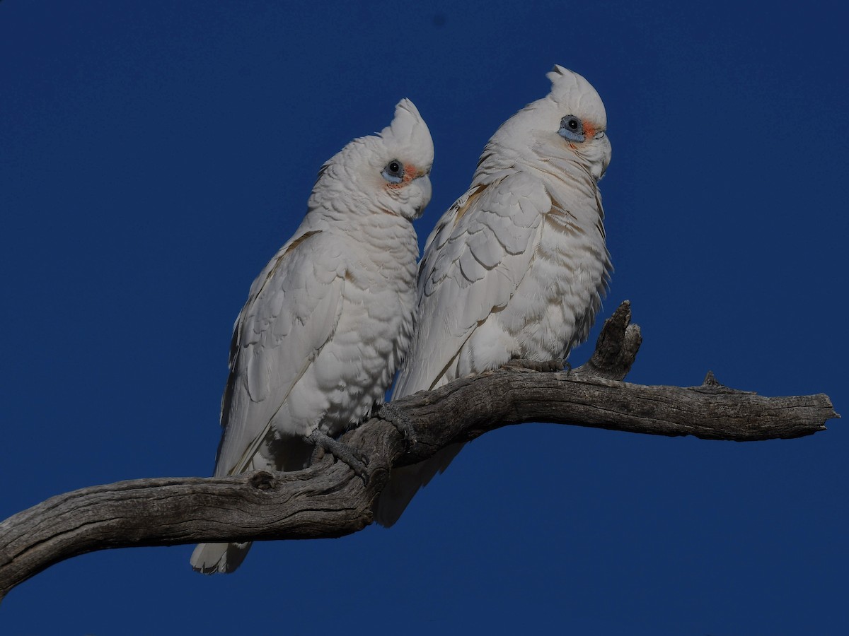 Little Corella - ML641364564