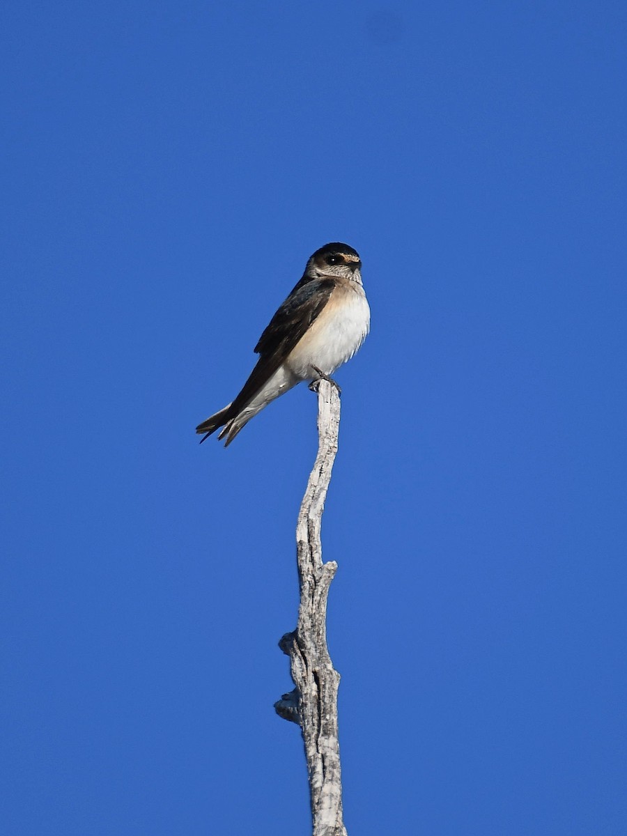 Tree Martin - ML641364568