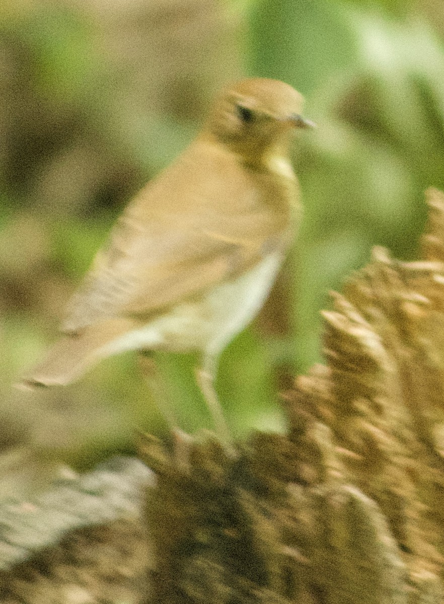 Veery - ML641364571