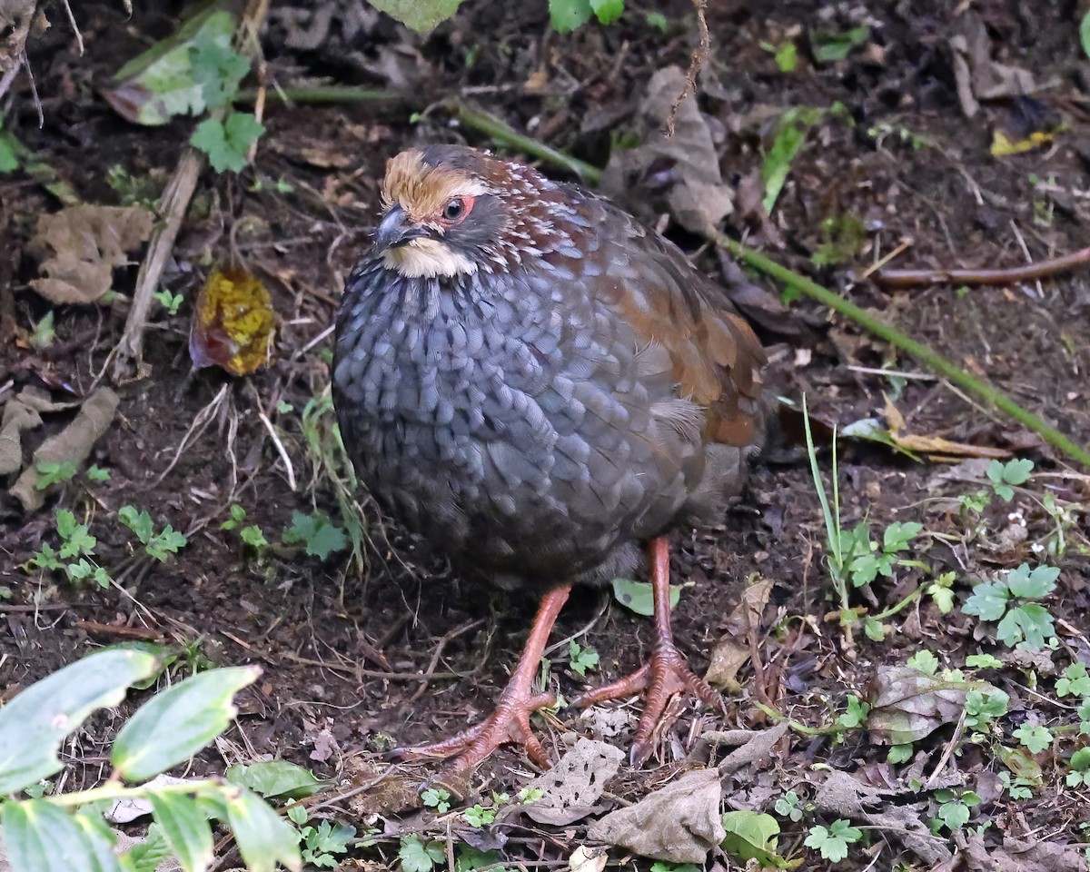 Colín Cariclaro - ML641364573