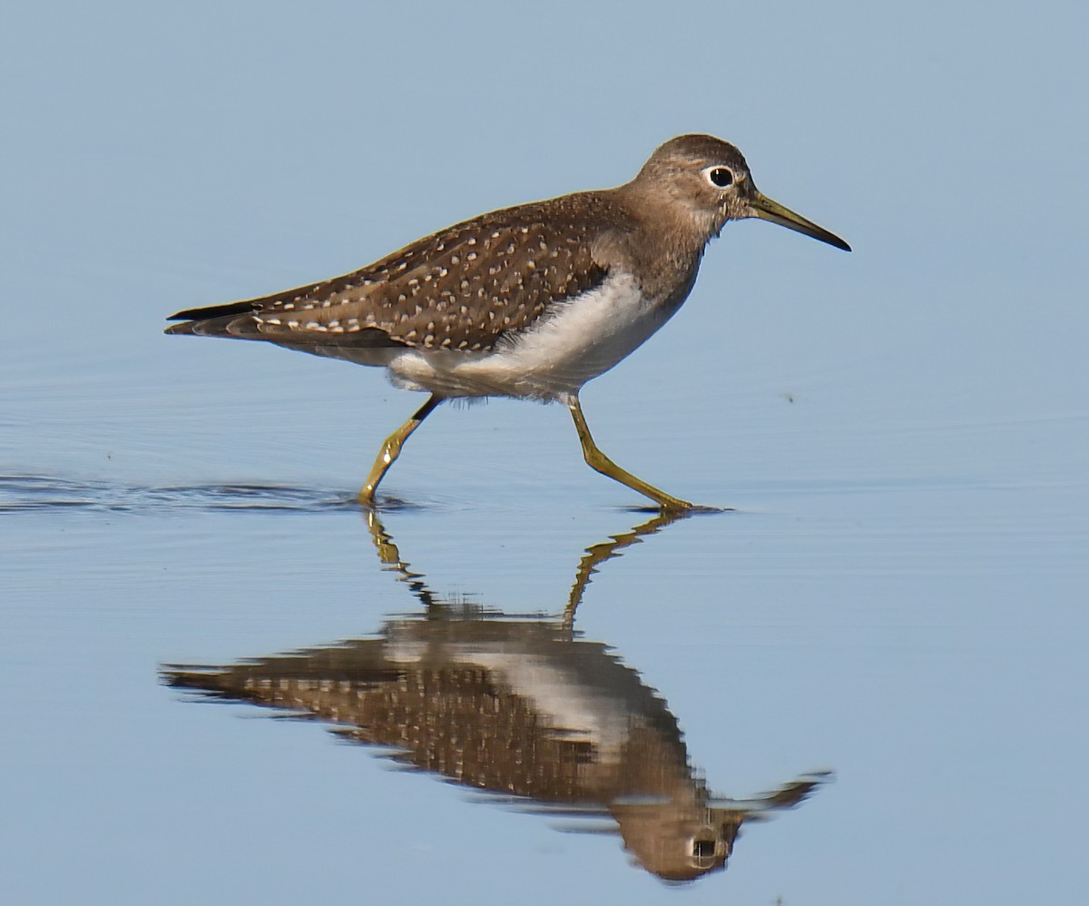 Solitary Sandpiper - ML641364576
