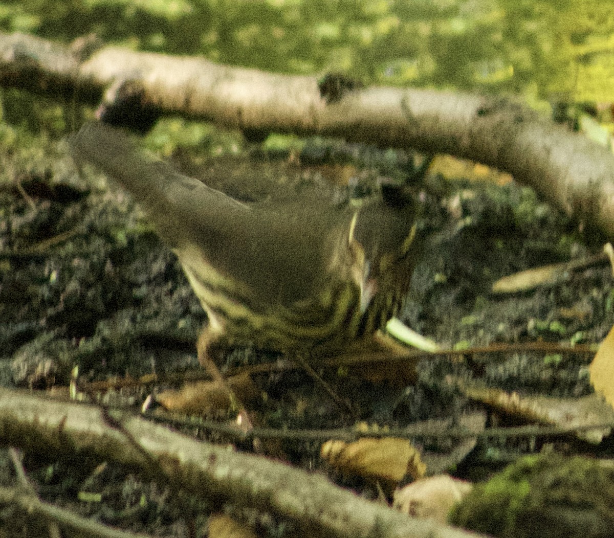 Northern Waterthrush - ML641364581