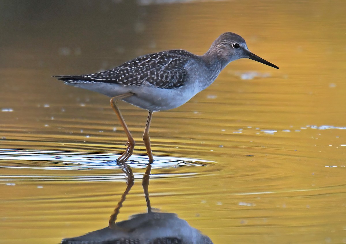 Lesser Yellowlegs - ML641364592