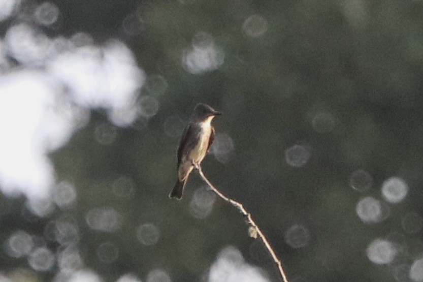 Olive-sided Flycatcher - ML641364594