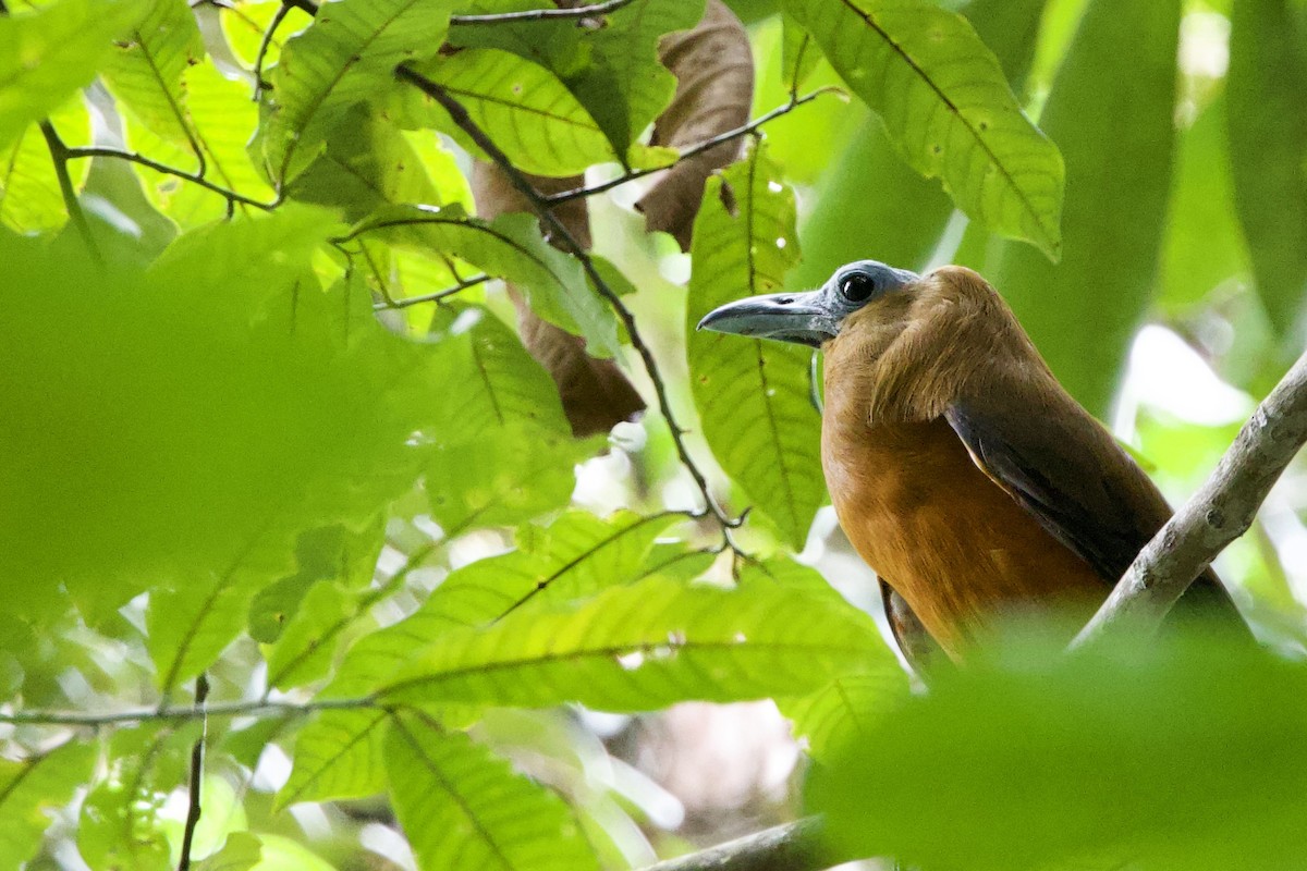 Capuchinbird - ML641364605