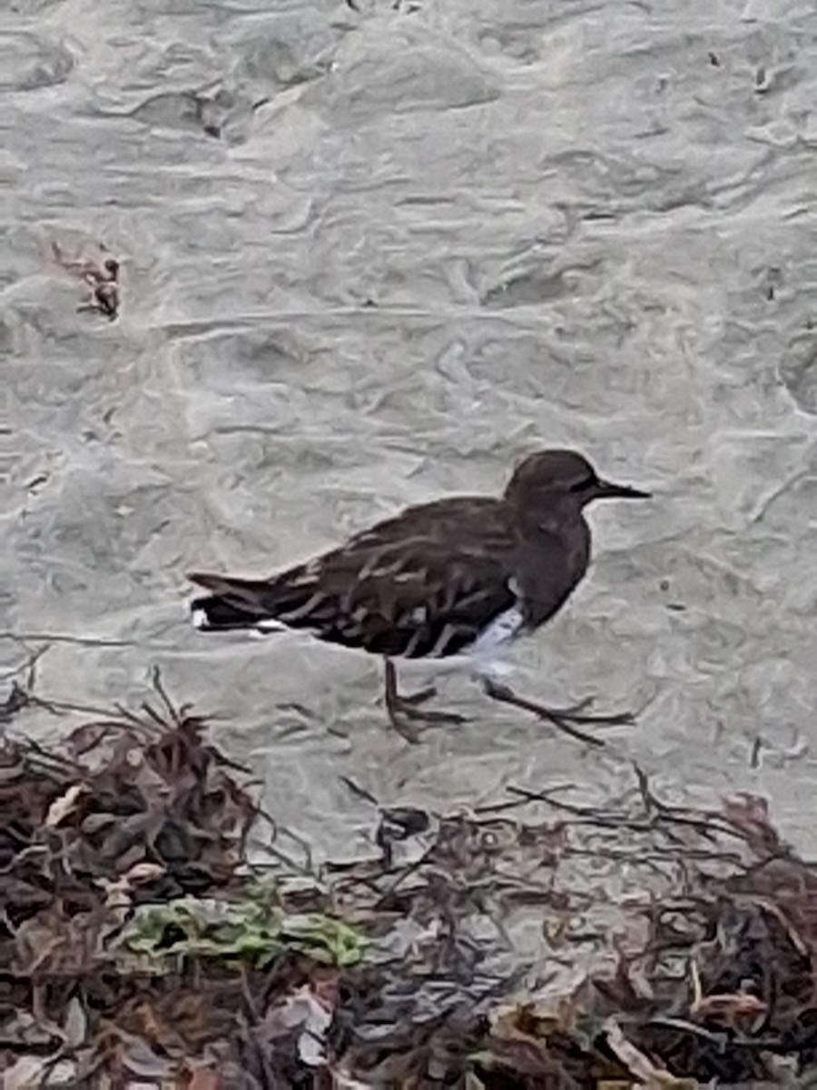 Black Turnstone - ML641364610