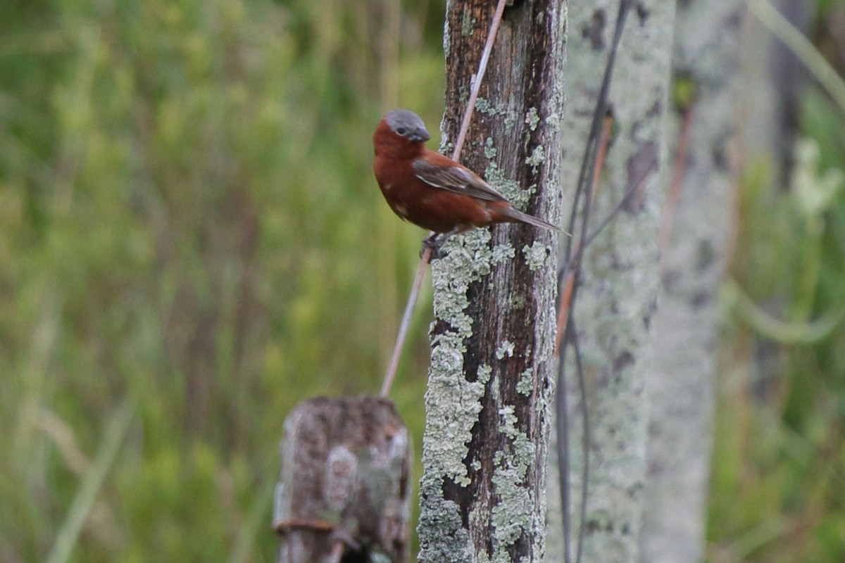 Chestnut Seedeater - ML641364611