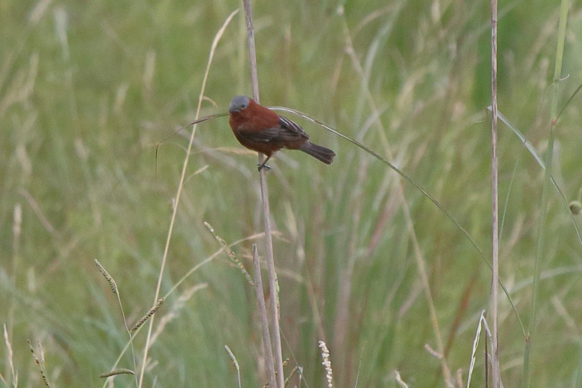 Chestnut Seedeater - ML641364612