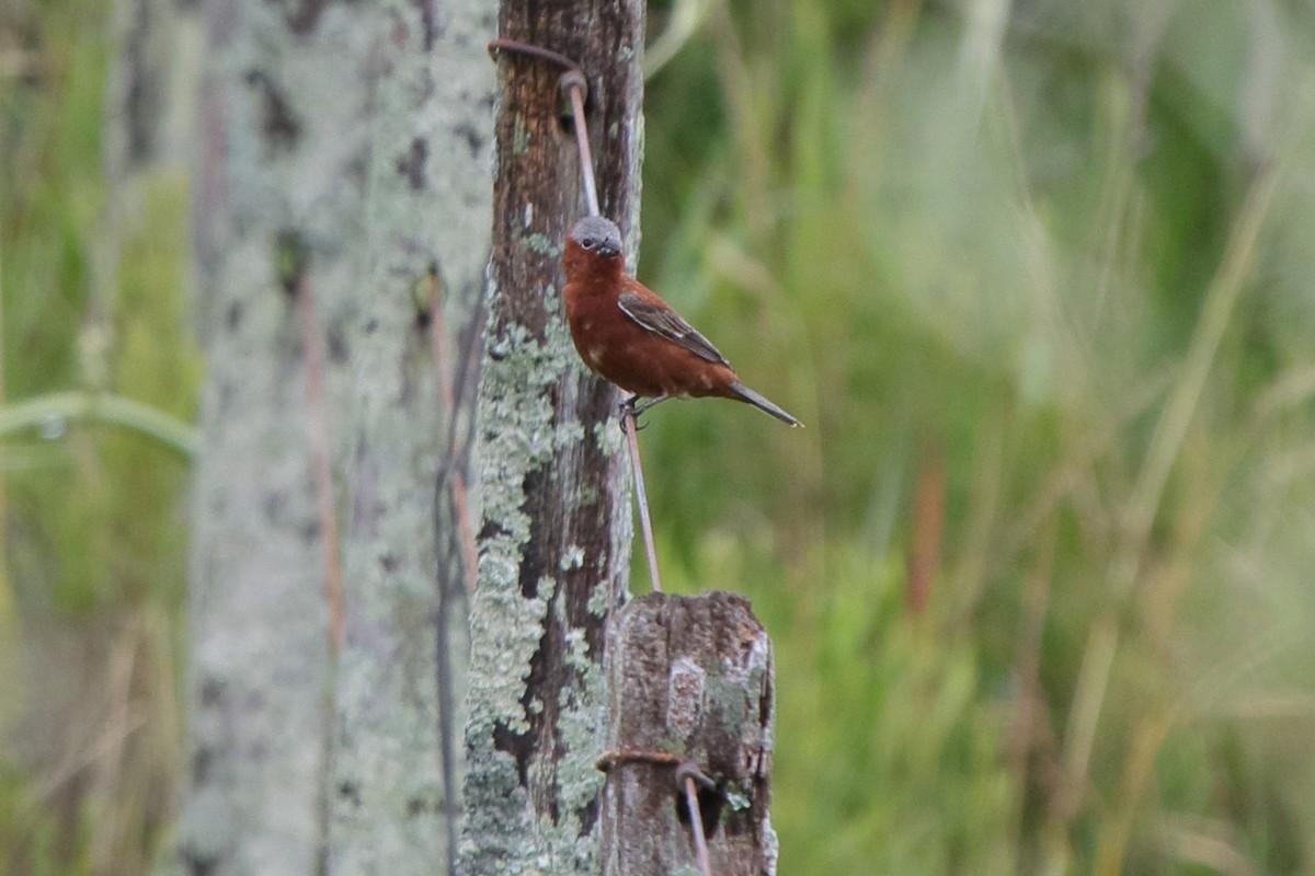 Chestnut Seedeater - ML641364613