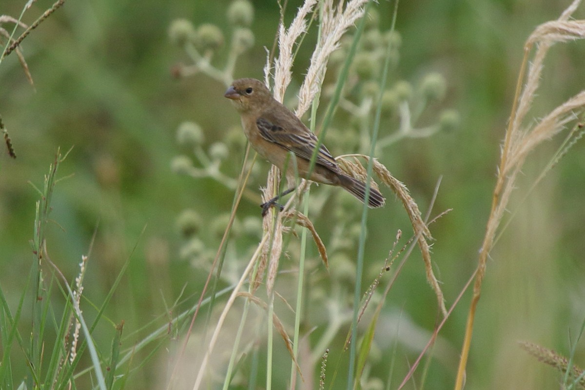 Chestnut Seedeater - ML641364614
