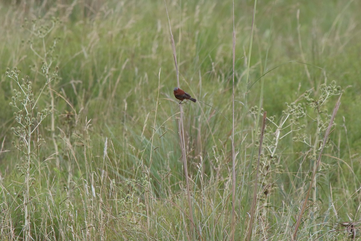 Chestnut Seedeater - ML641364615