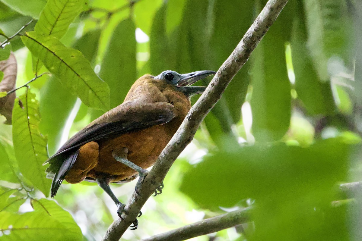 Capuchinbird - ML641364630