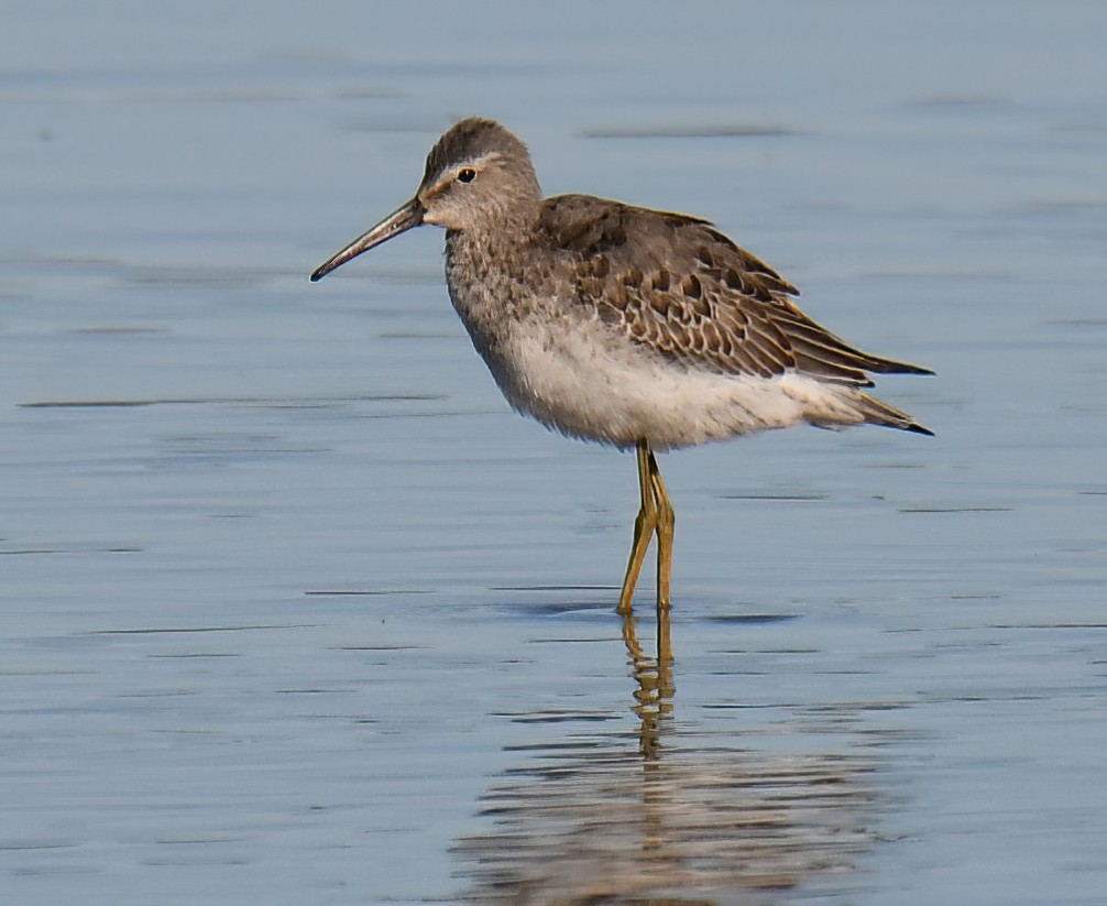 Stilt Sandpiper - ML641364642