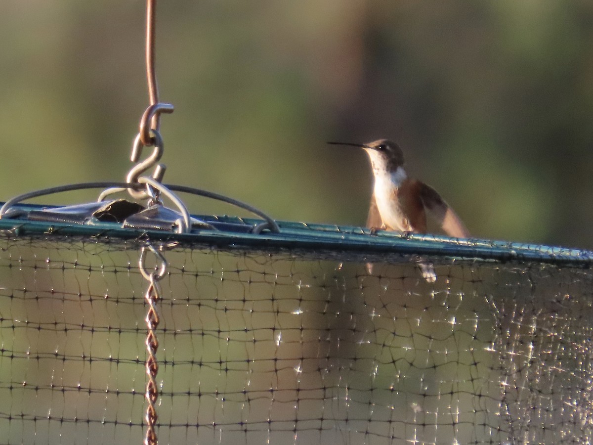 Rufous Hummingbird - ML641364658