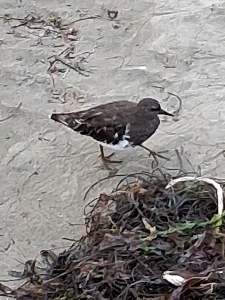 Black Turnstone - ML641364660