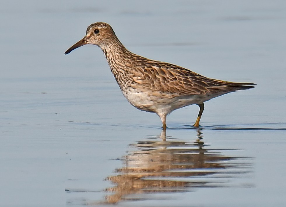 Pectoral Sandpiper - ML641364667