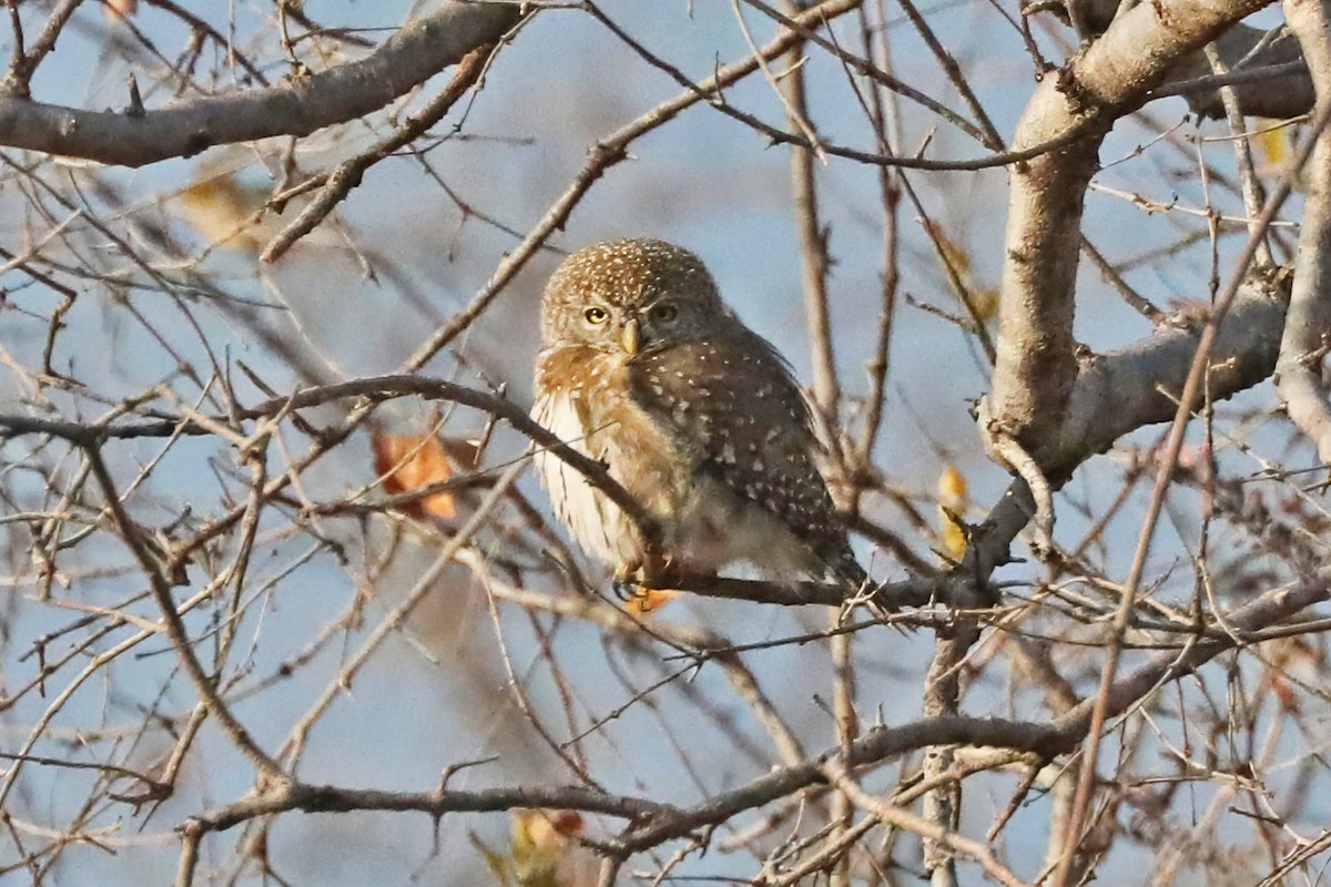 Сичик-горобець савановий - ML641364688