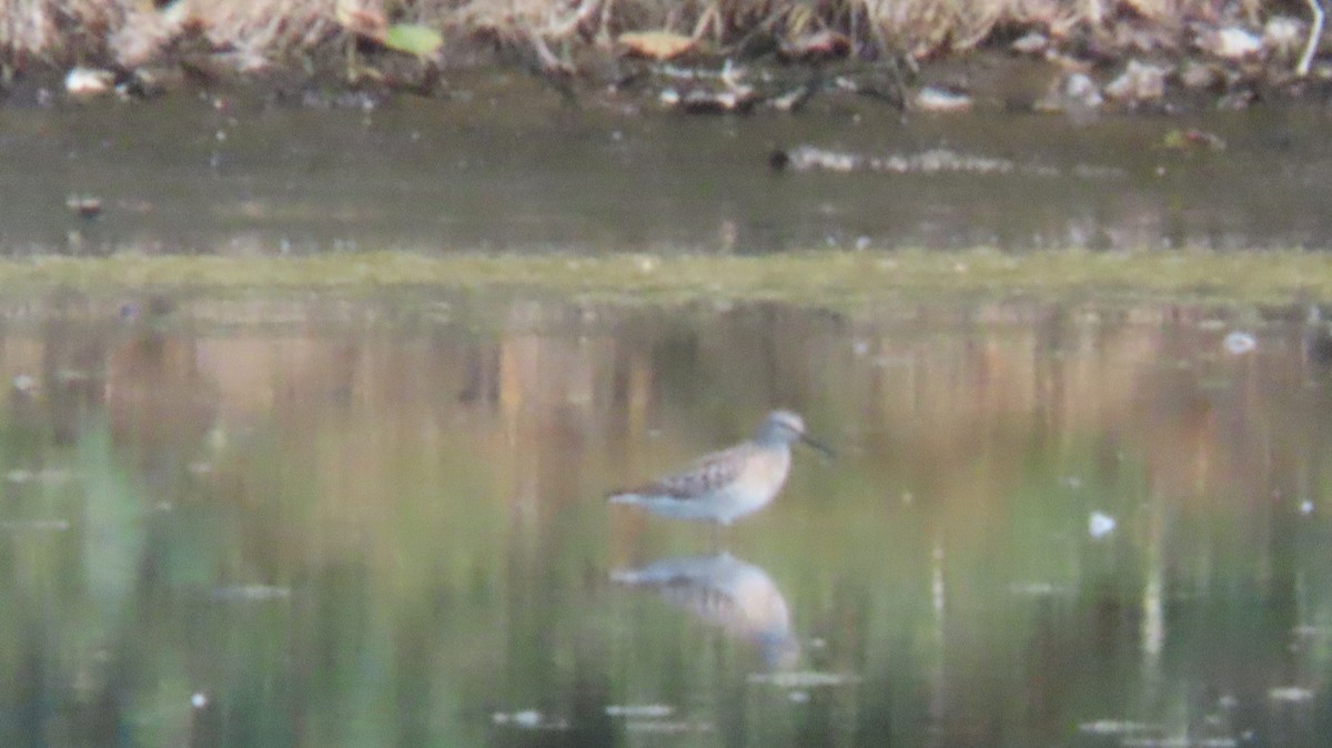 Stilt Sandpiper - ML641364691