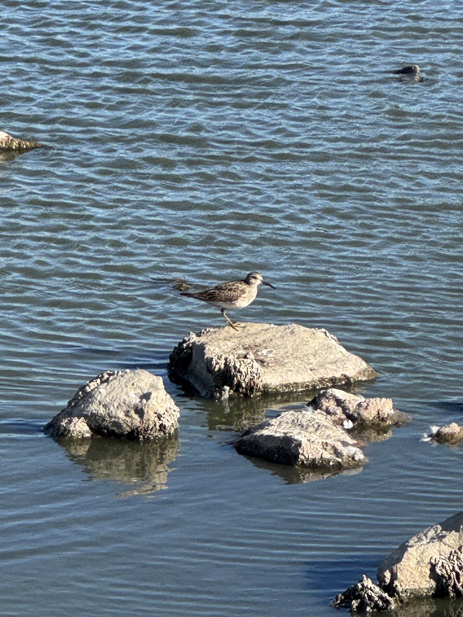 Орог элсэг - ML641364818