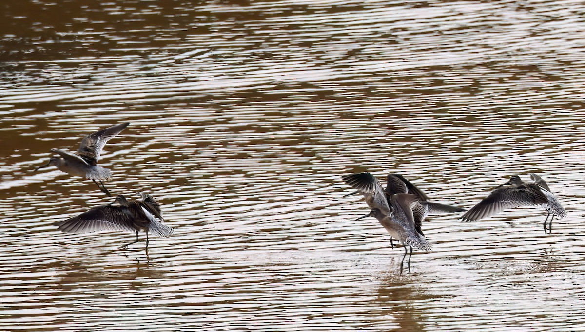 Bécassin à long bec - ML641364825