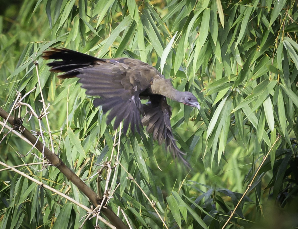 Rufous-vented Chachalaca - ML641364841
