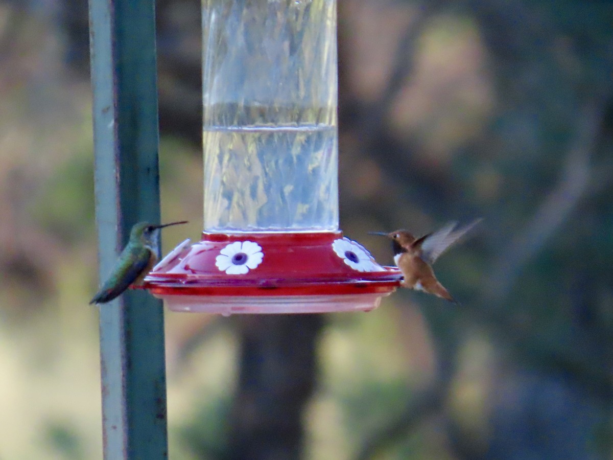Rufous Hummingbird - ML641364945
