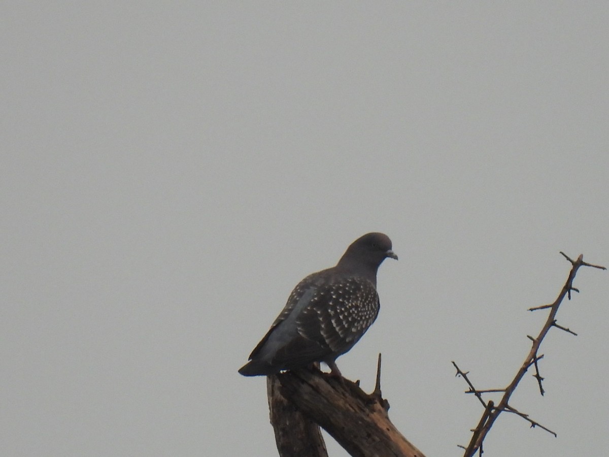 Spot-winged Pigeon - ML641364948
