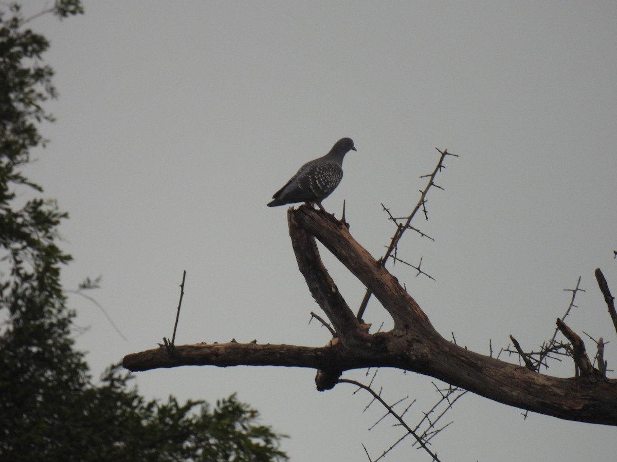 Spot-winged Pigeon - ML641364949
