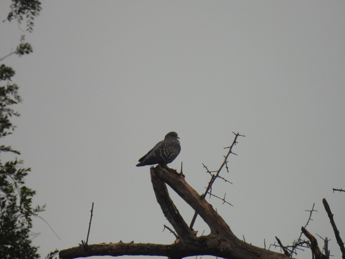 Spot-winged Pigeon - ML641364950