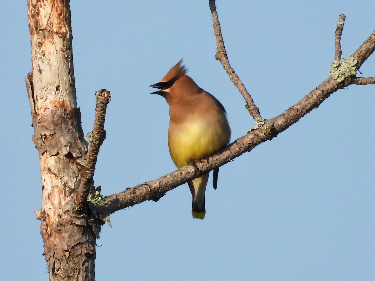Cedar Waxwing - ML641364953