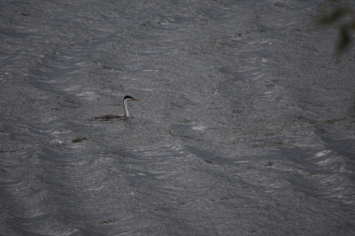 Western Grebe - ML641364974
