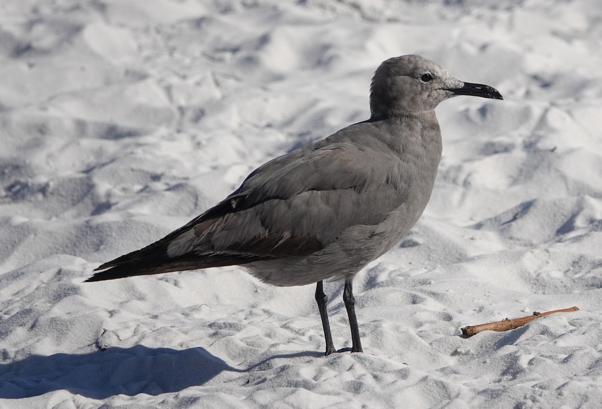 Gray Gull - ML641365006
