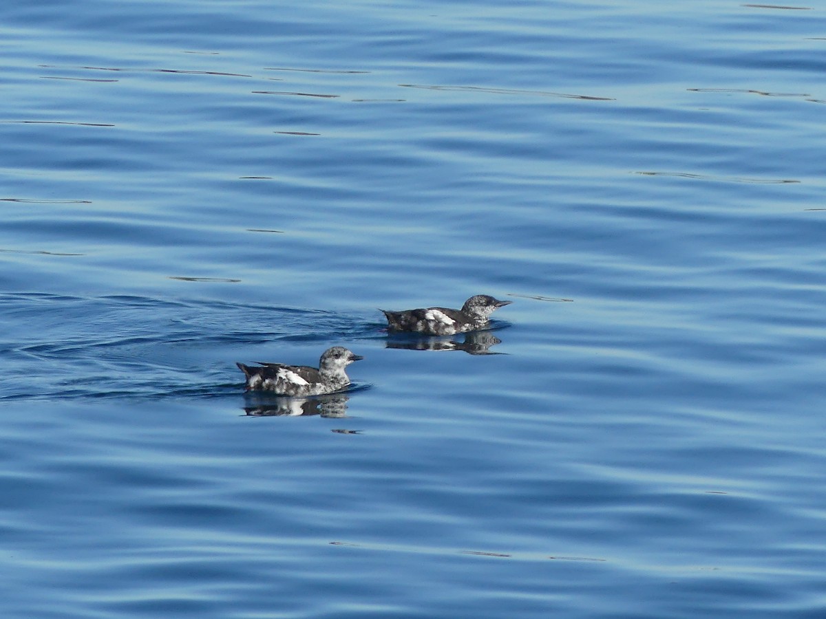 Guillemot à miroir - ML641365017
