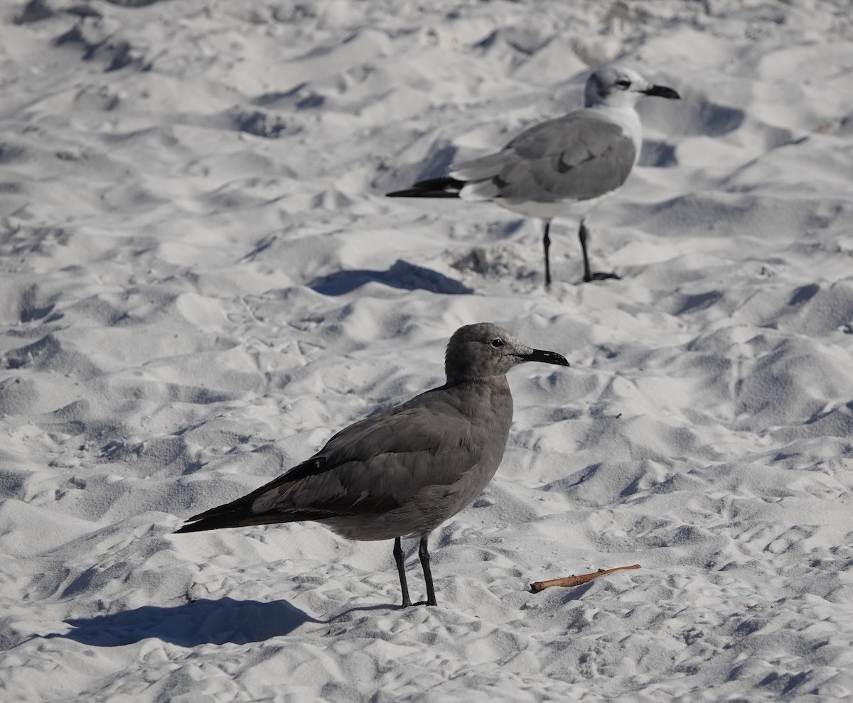 Gray Gull - ML641365022