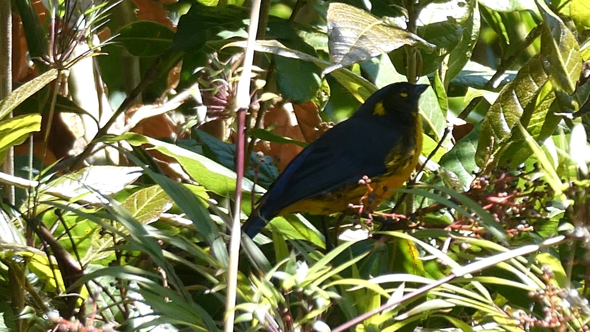Lacrimose Mountain Tanager - ML641365032