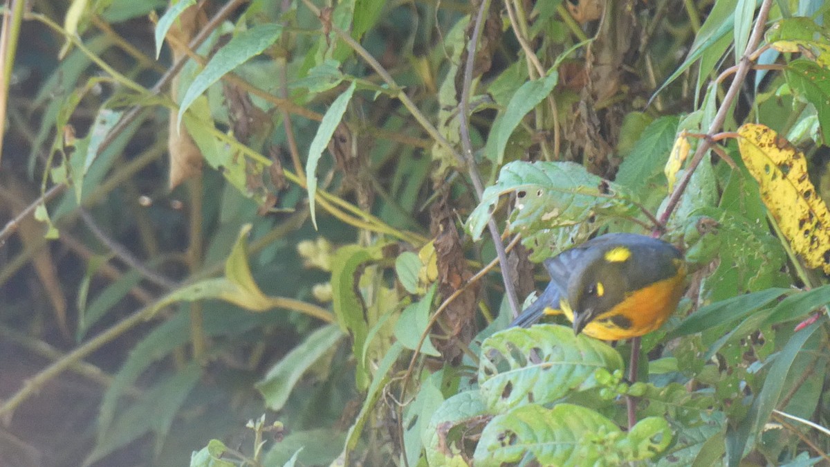 Lacrimose Mountain Tanager - ML641365034