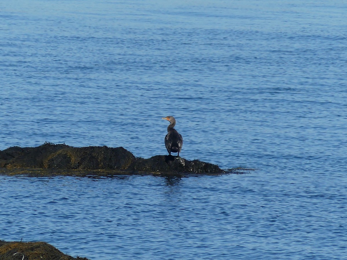 Cormoran à aigrettes - ML641365039