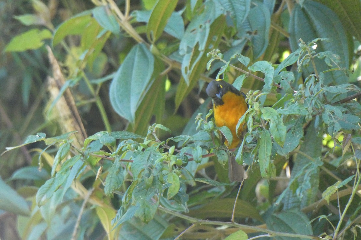 Lacrimose Mountain Tanager - ML641365040
