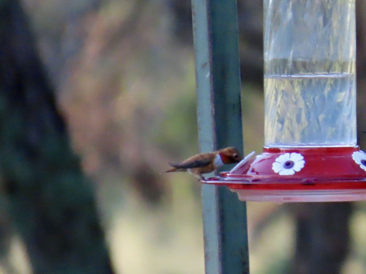 Rufous Hummingbird - ML641365042