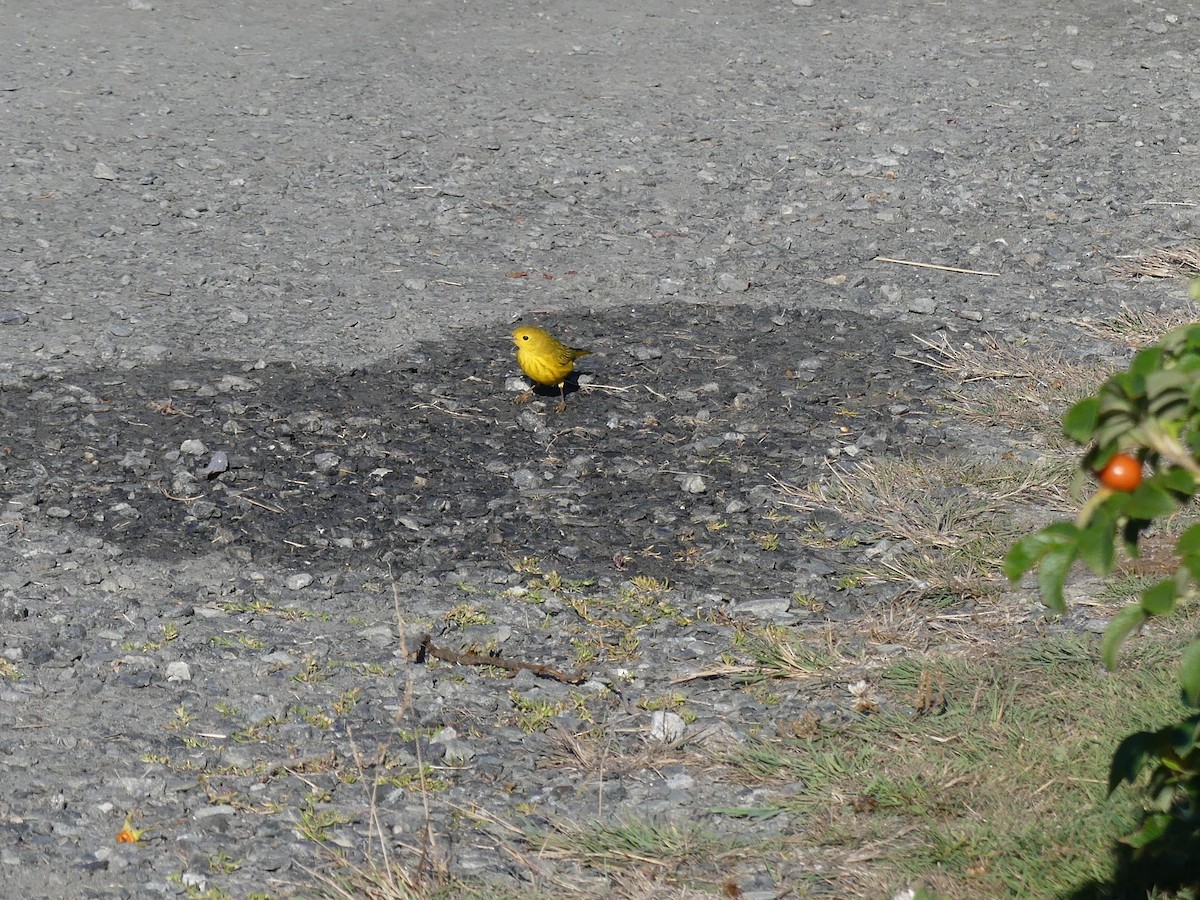 Paruline jaune - ML641365057