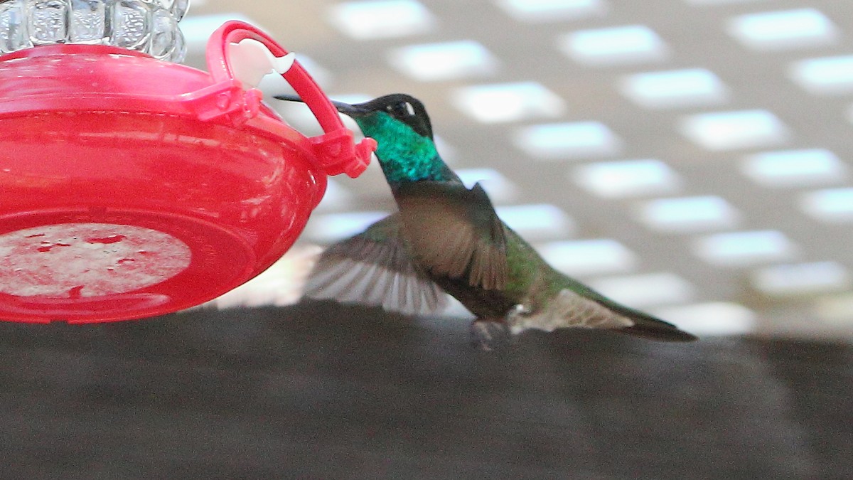 Rivoli's Hummingbird - ML641365160