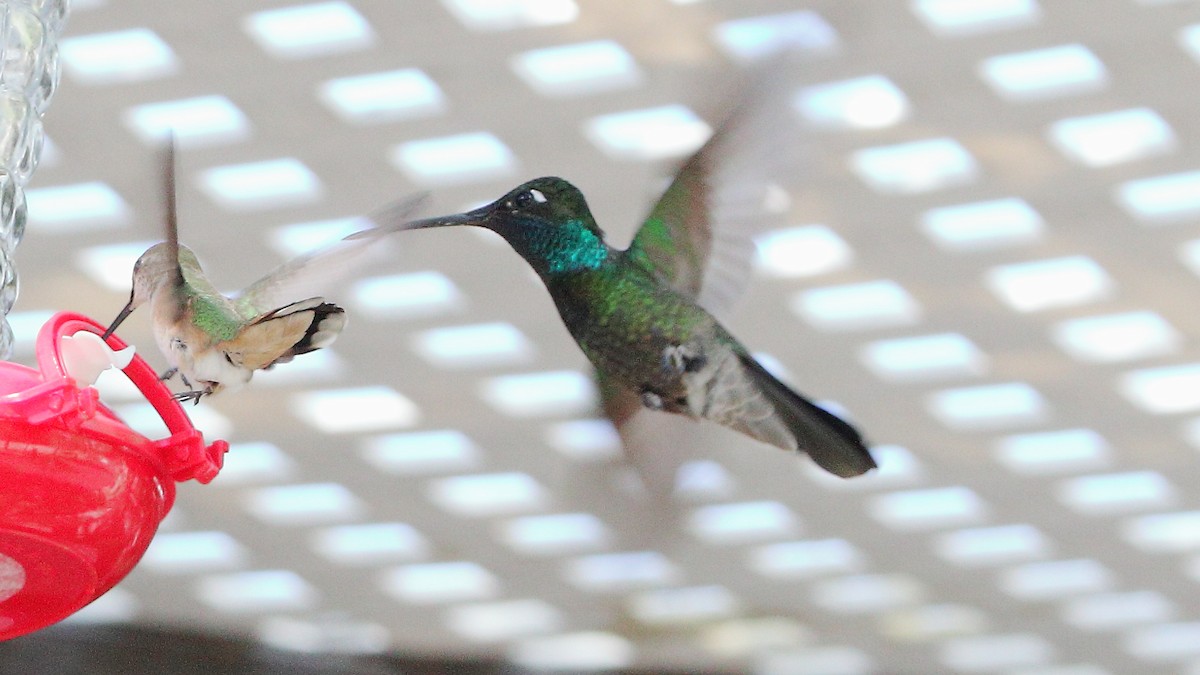 Rivoli's Hummingbird - ML641365161